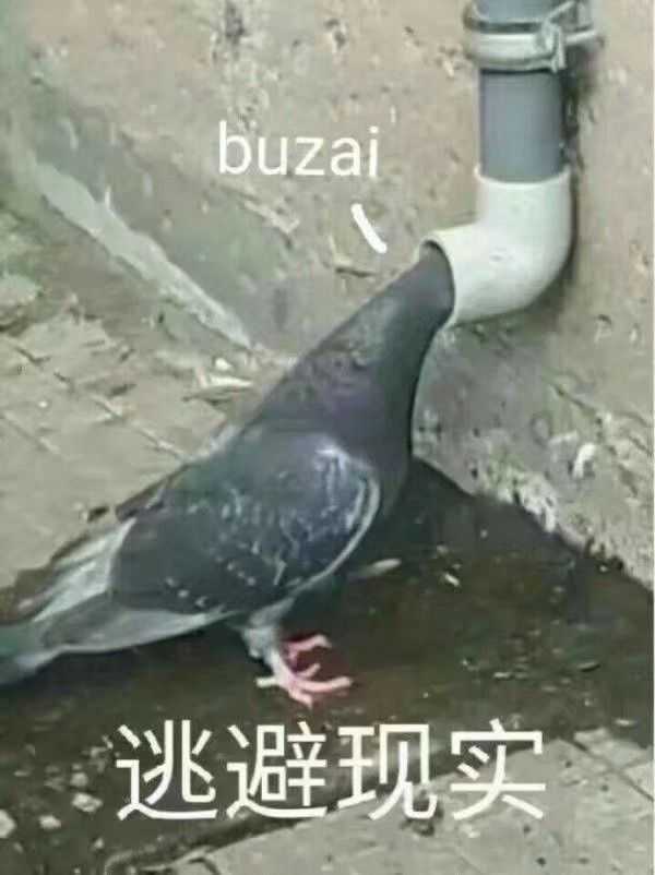 柠檬精: 鸽子