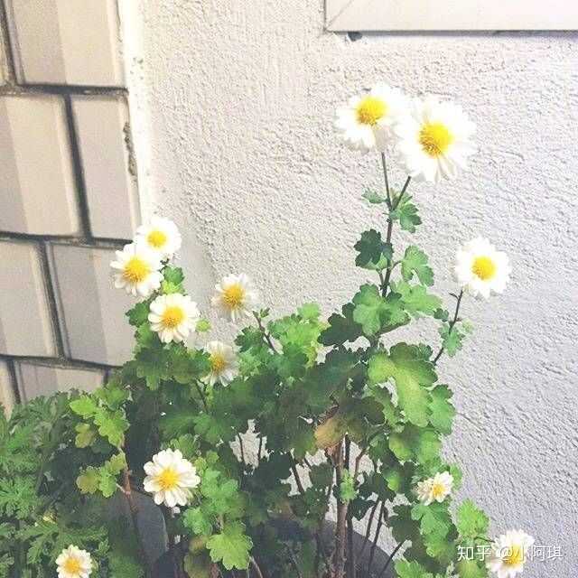 有哪些好看的适合女生的微信头像?