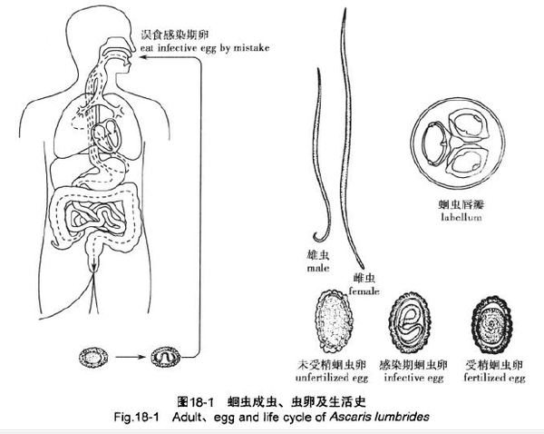 成年人有蛔虫吗?