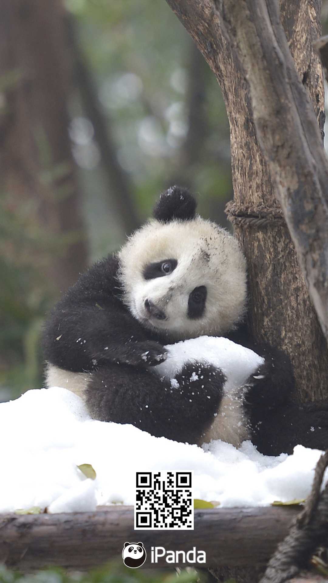 ipanda熊猫频道 的想法 听说成都下雪了?