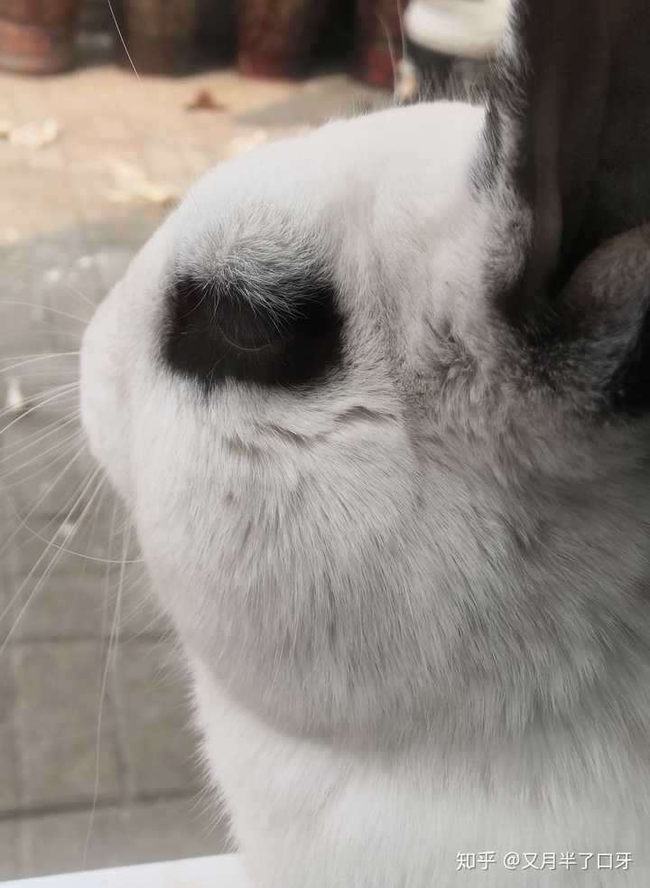 怼脸拍的结果就是尖嘴猴腮大老鼠 最后放张靓照洗洗眼(当然是自己家的