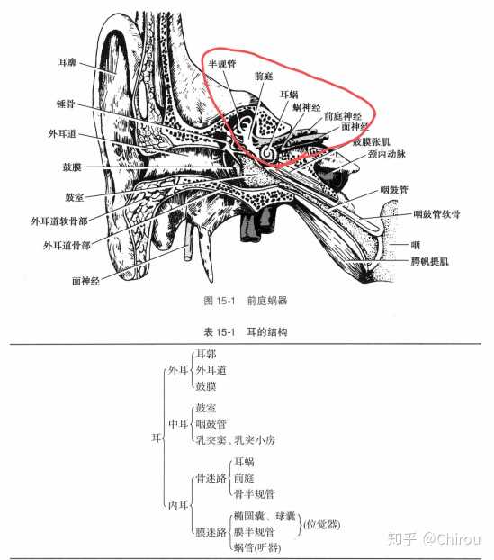 问个解剖学的问题.鼓膜再往里是内耳,继续再往里会碰到脑子吗?