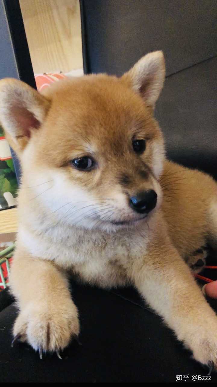 柴犬的市场价格是否混乱?