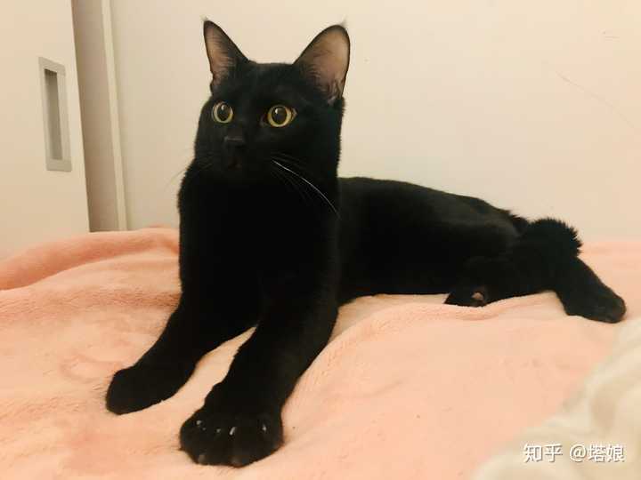 黑猫都是什么品种的?怎么才能得到一只纯黑色的猫?