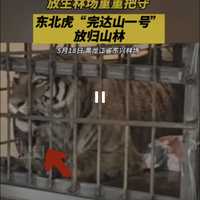 远夏 的想法: 今日,东北虎