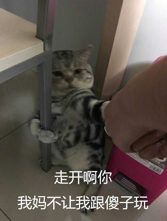 有哪些可爱到哭泣的猫咪图片或者表情包?