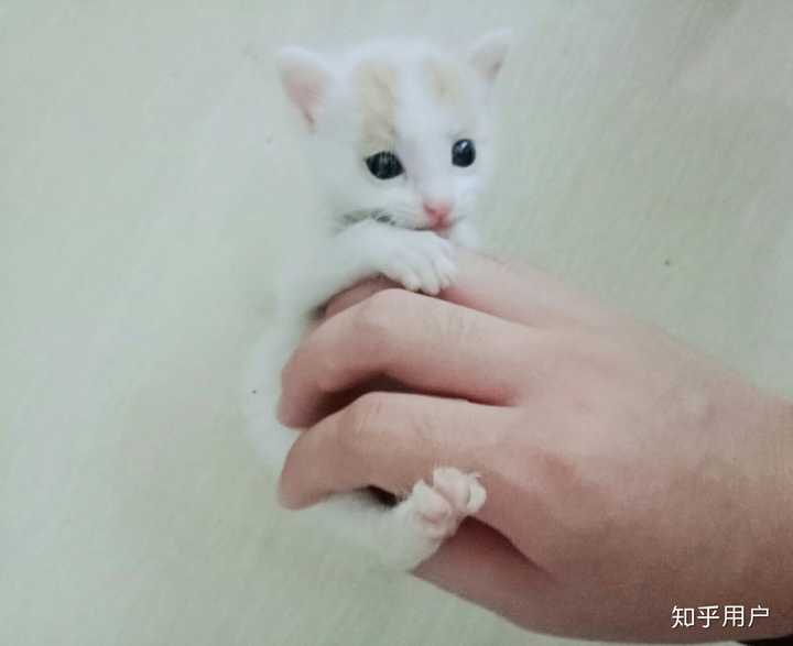 把一只刚出生的小奶猫一直养大是什么感觉?