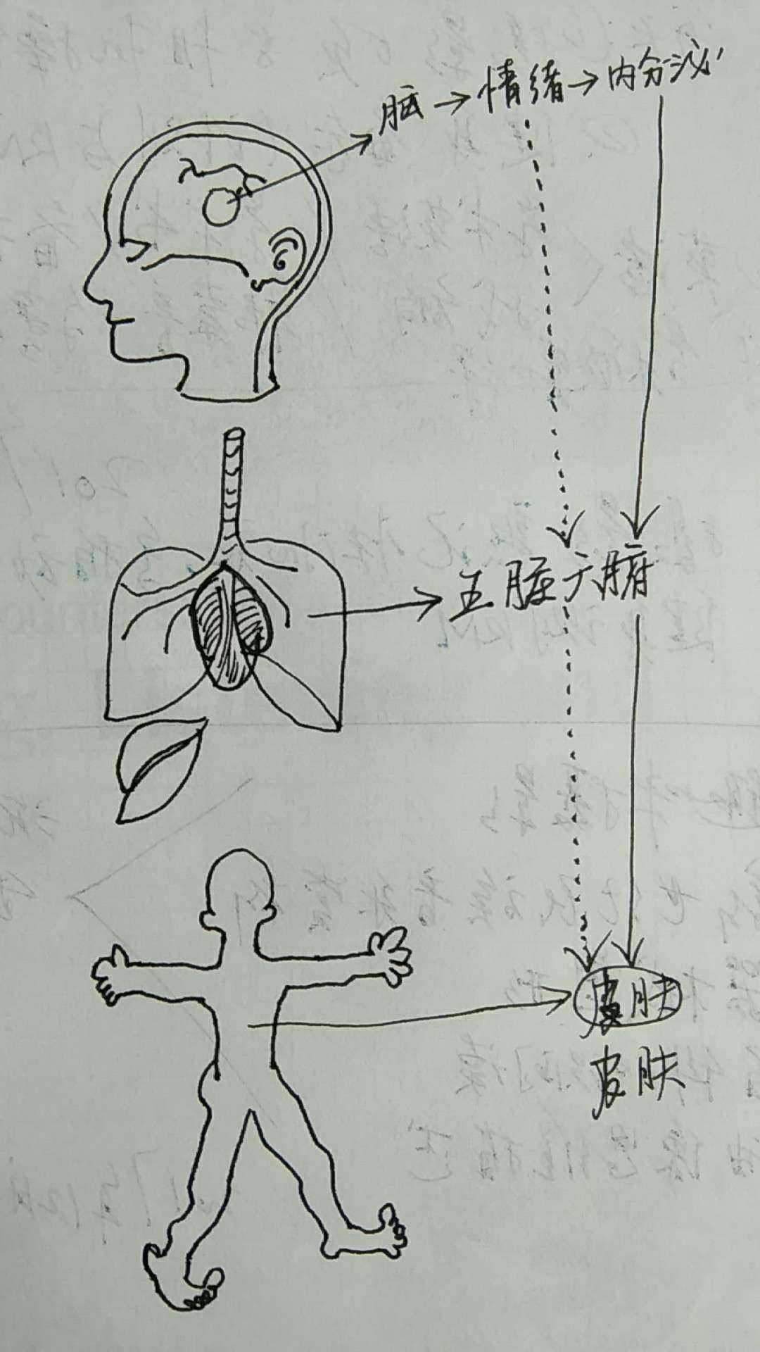 感官触发大脑解读,产生情绪,直接刺激杏… - 知乎