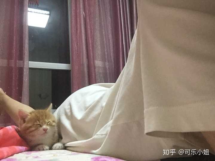 猫知道人在睡觉吗?