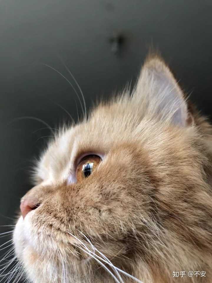 你见过最好看的橘猫长什么样?