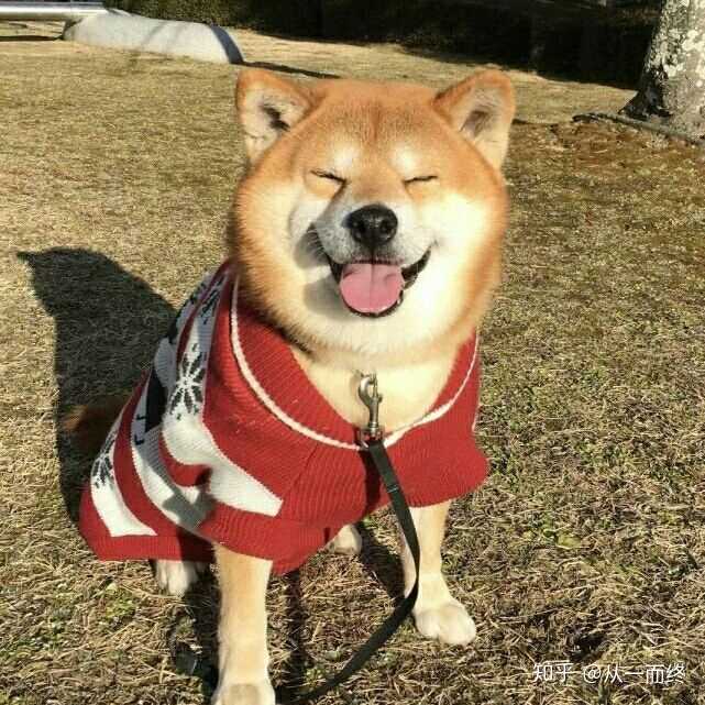 最近很迷柴犬,买了只柴犬软趴玩偶,爱不释手～,下面几张柴柴头像