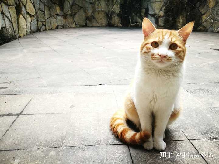 附上我养的小土猫照片