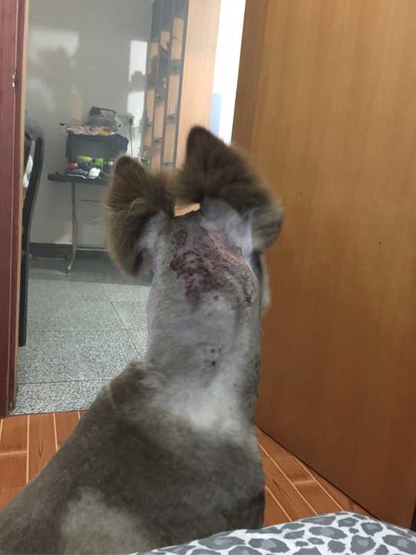 我家阿拉斯加蜂窝性组织炎