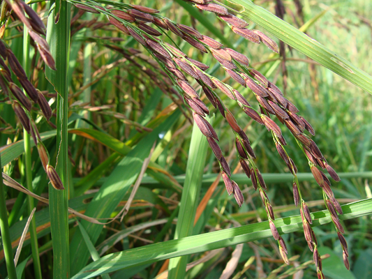 五谷中的稻,黍,稷,麻,豆分别在现代指的是什么作物啊?