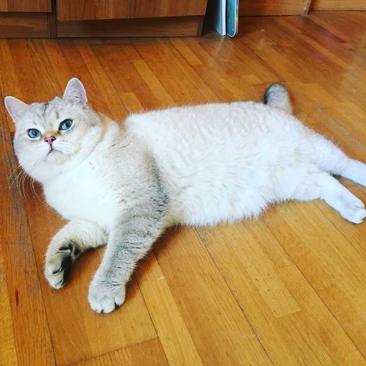 以及品相二三流好像是后院猫舍的绿眼睛银渐层.图片