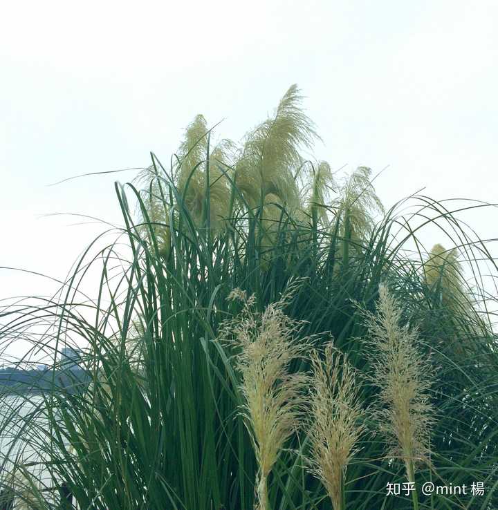 摄于杭州 太子湾花园 春季郁金香和樱花相映成趣,草地和树叶嫩芽装点