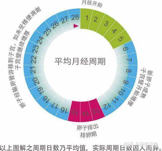 排卵期结束后第16-28天则为 黄体期,然后月经再次来潮,以此循环.