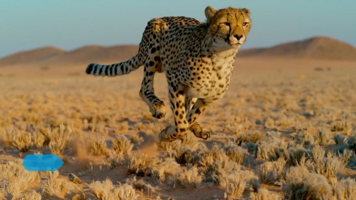 猎豹,是最快的大猫.