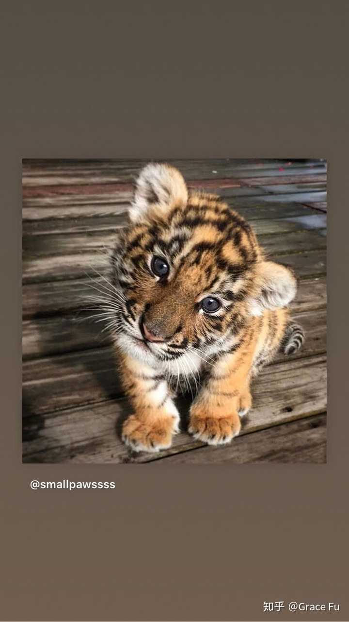可爱的小老虎