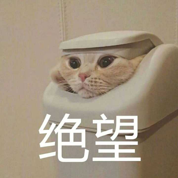 有哪些可爱到哭泣的猫咪图片或者表情包?