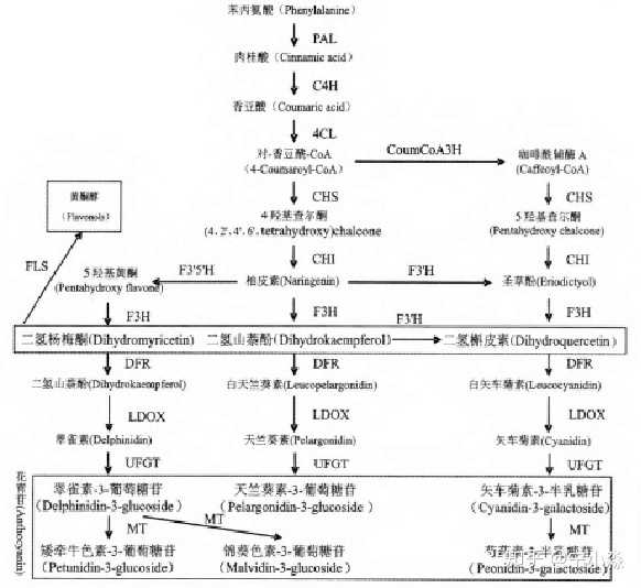 是不是一看这个图就有点晕,调控花青素合成的基因不仅有结构基因(使