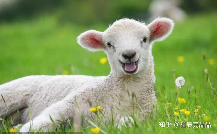 大家有没有小绵羊的可爱图片?