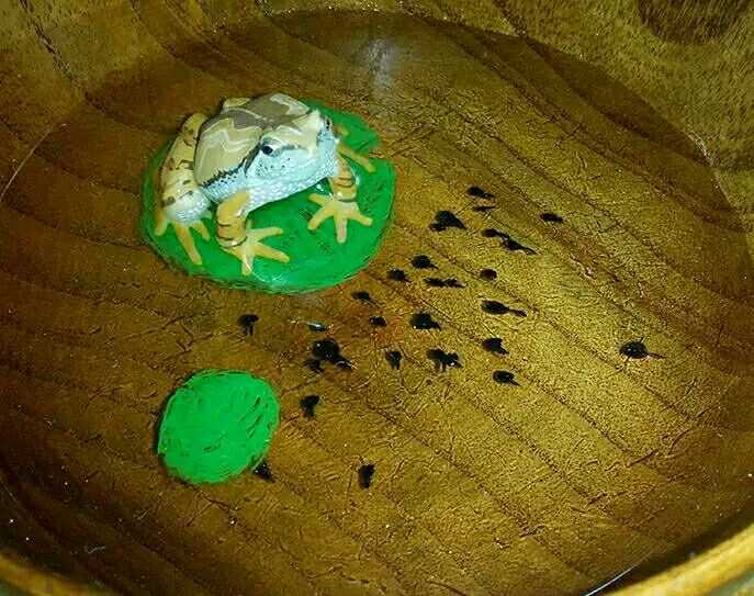 盛在小木碗里的青蛙,荷叶与蝌蚪.