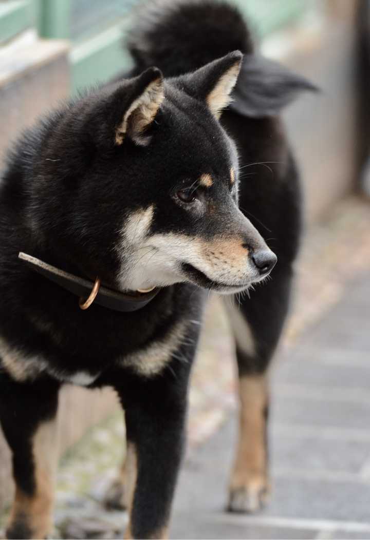 这么挺拔的身姿,居然有德牧和马犬的强健力量感(听说柴是最像狼的品种