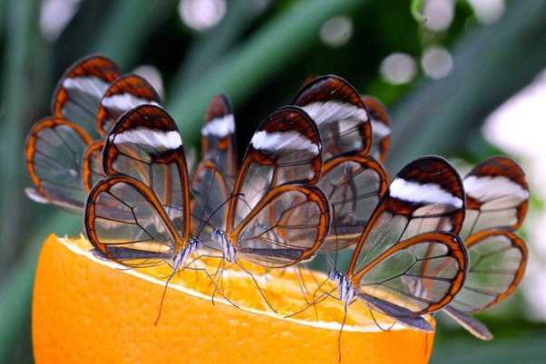 尖叔小资讯大世界 的想法 glasswing(玻璃翼)蝴蝶,生长在南美洲