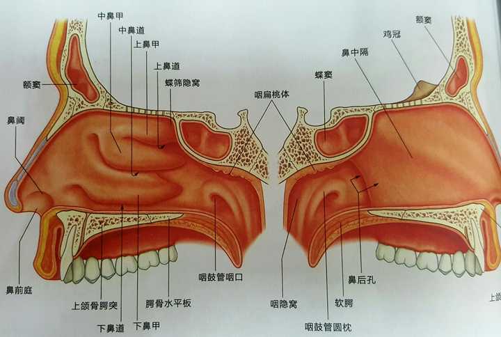 感冒时用也会很舒服,避免流涕刺激下鼻前庭和前鼻孔周围皮肤的