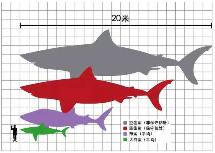 巨齿鲨和虎鲸那个更大?