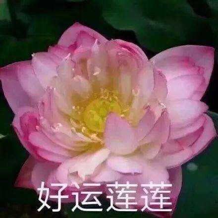 好运莲莲