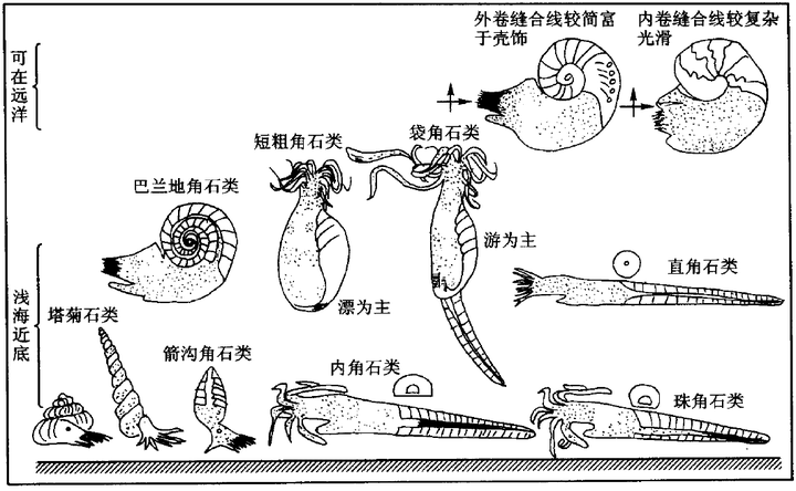 为什么软体动物门中腹足纲动物已登上陆地,而更加聪明的头足纲动物却