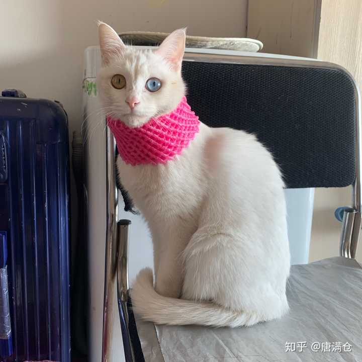 戴上围脖,就是村里最靓的崽儿!