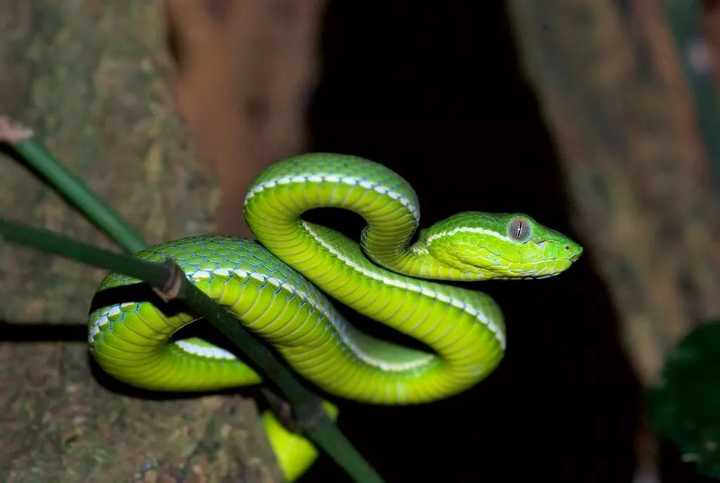 赤尾青竹蛇 赤尾青竹蛇「学名:trimeresurus stejnegeri」又名中国