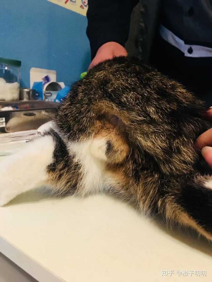 双色猫蛋遗照