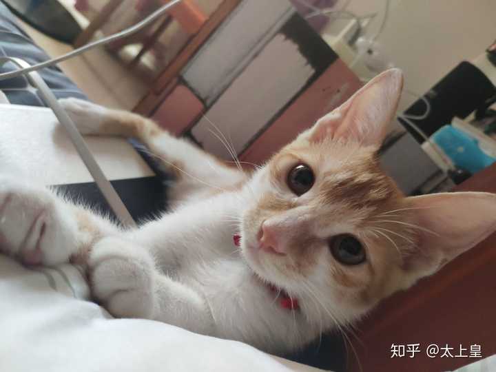 你见过最好看的橘猫长什么样?