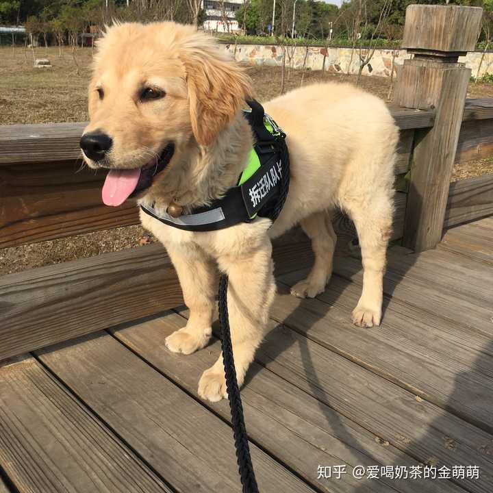 我家的小金毛怎么是卷毛?