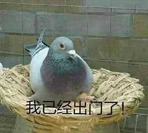 柠檬精: 鸽子