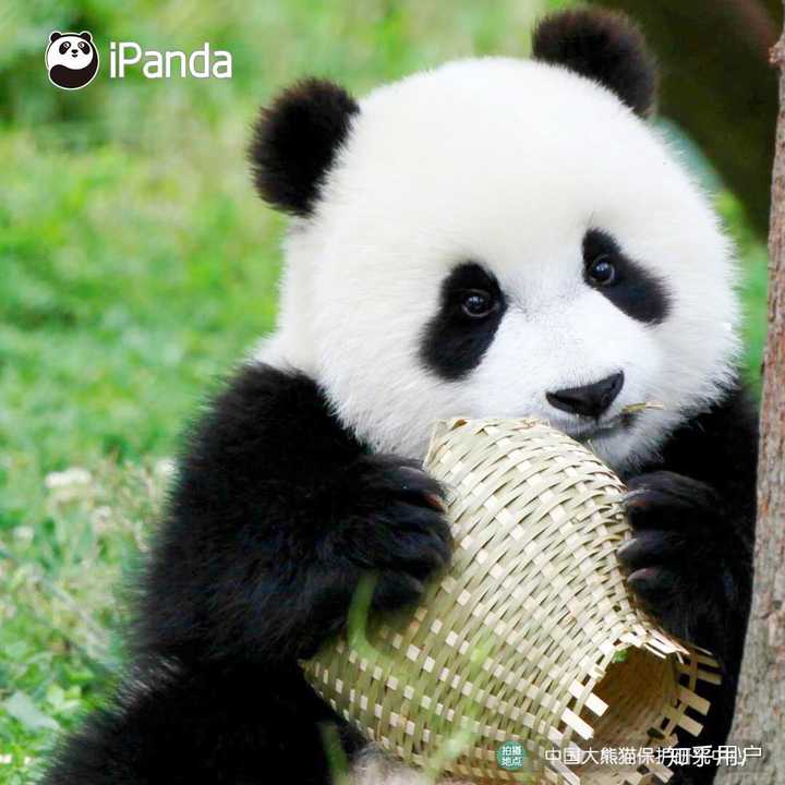 为什么大家(特别是外国人)觉得大熊猫可爱?