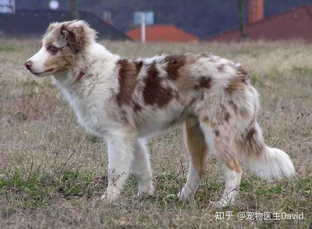 两只黑白边牧配种会出什么颜色