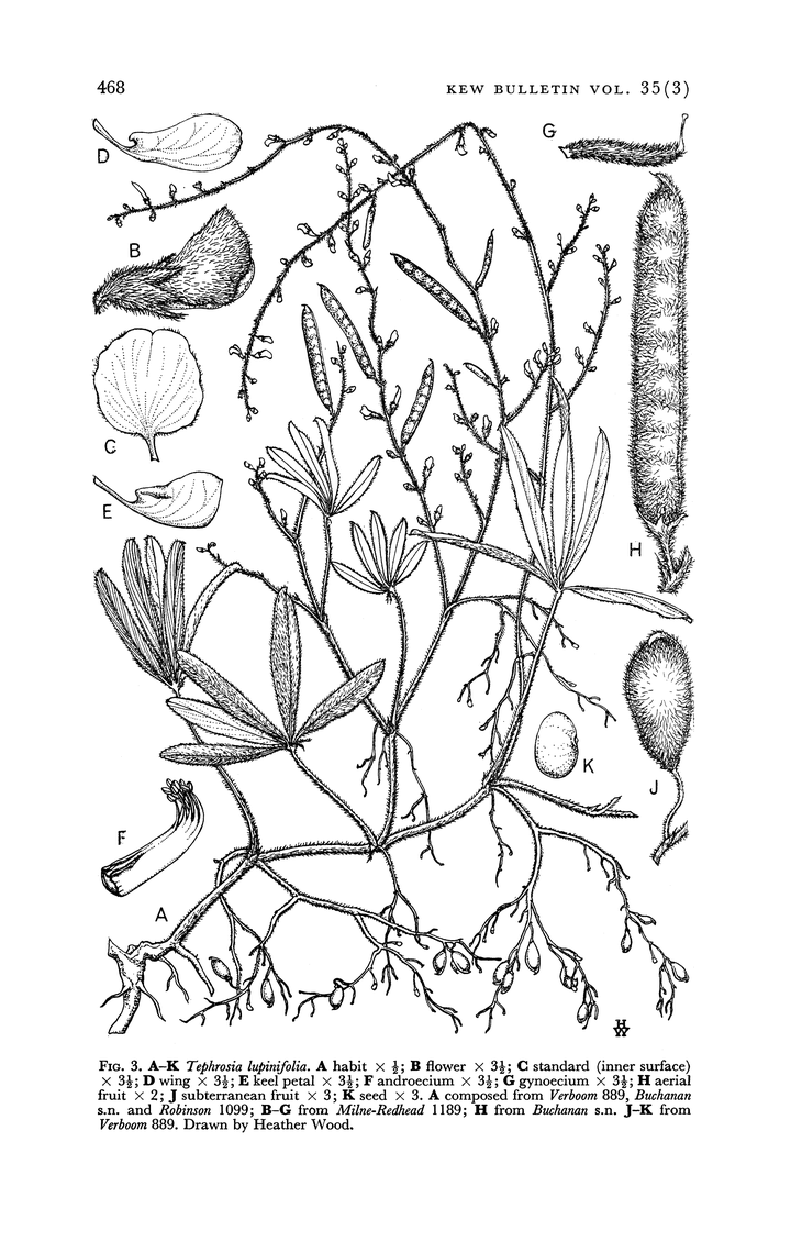 羽扇灰毛豆tephrosia lupinifolia(手动斜体),图片来源:brummitt