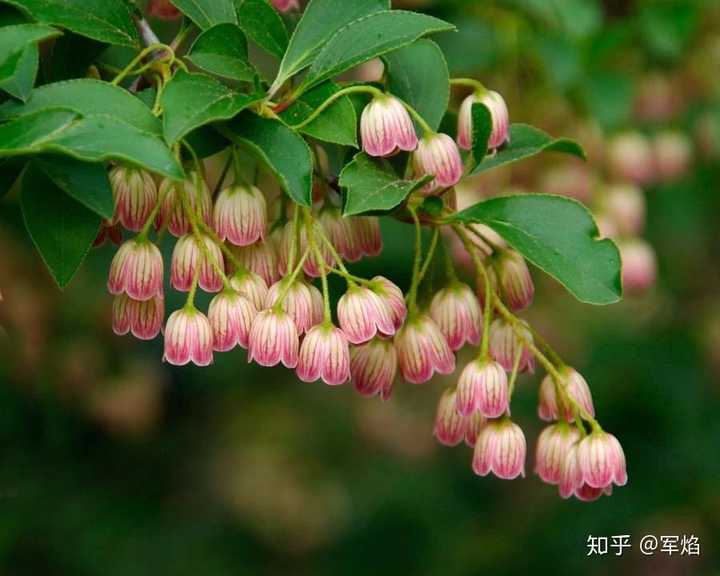 更纱灯台( enkianthus campanulatus)