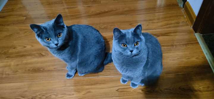 英短蓝猫为什么叫蓝猫?