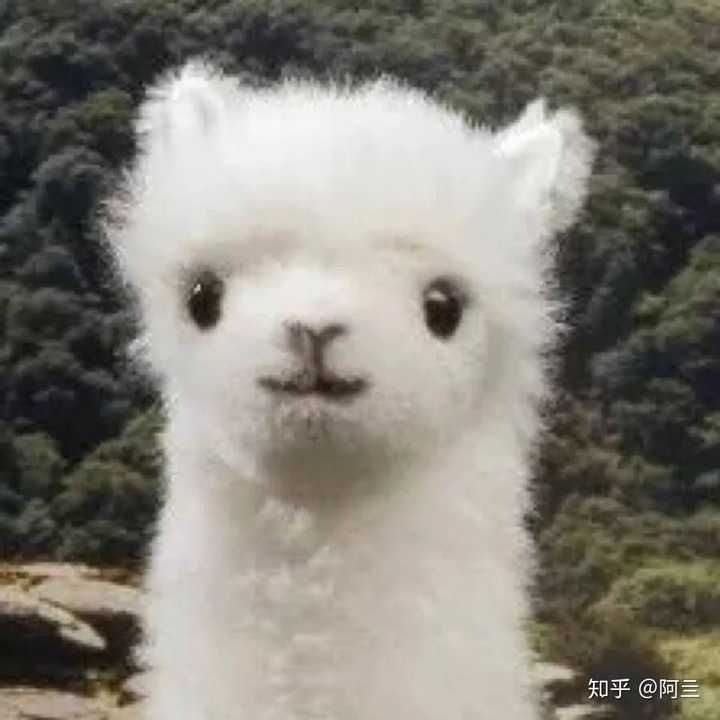 有那种憨憨的情侣头像吗?
