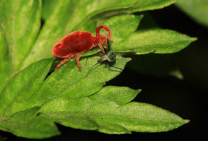 如何辨别害虫「红蜘蛛」,怎样科学地防治?