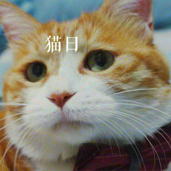 大家有没有这只橘猫的表情包?