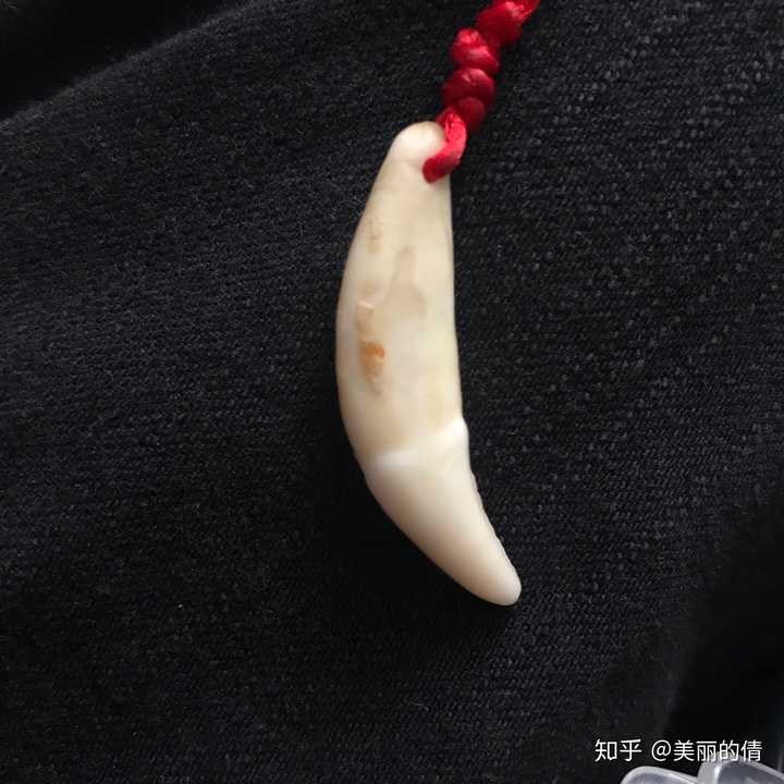 求大神帮忙鉴别下,是狗牙还是狼牙