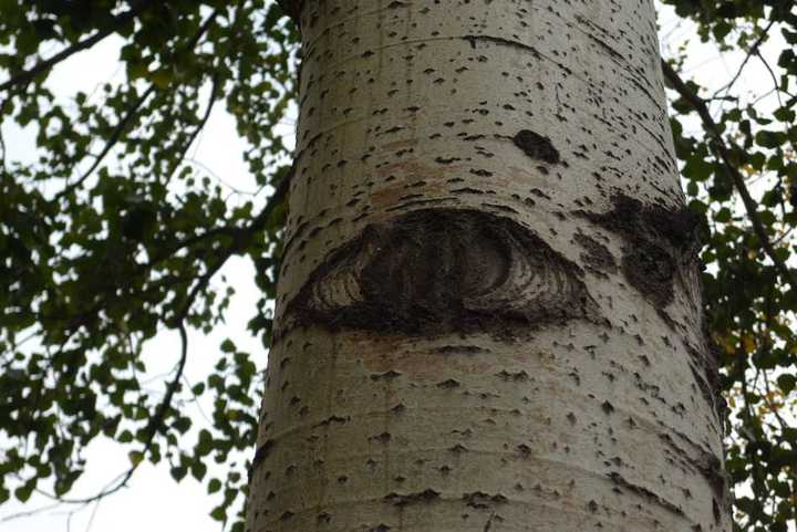 树干上有眼睛的是白杨树还是白桦树?