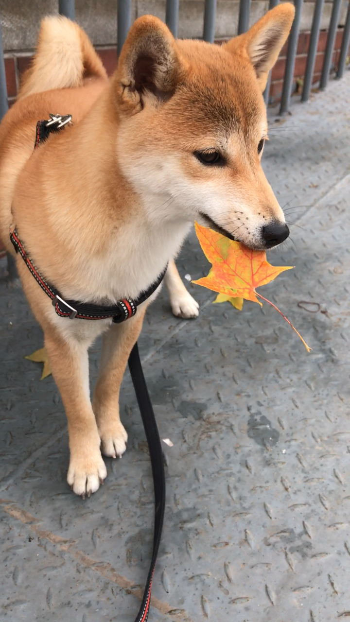 我的柴犬好像土狗,花了4000不指望多纯但是总觉得连4000都不值?